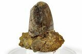 Serrated Tyrannosaurus rex Partial Tooth in Sandstone - Wyoming #356984-1